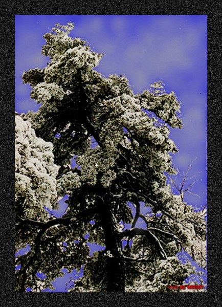 Cedar with Snow