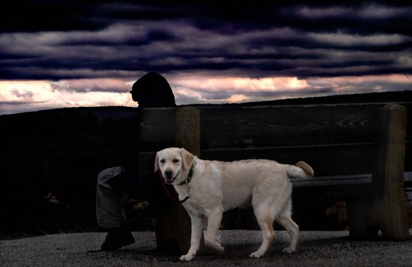 boy and dog