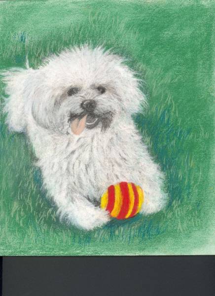 Bichon Friese