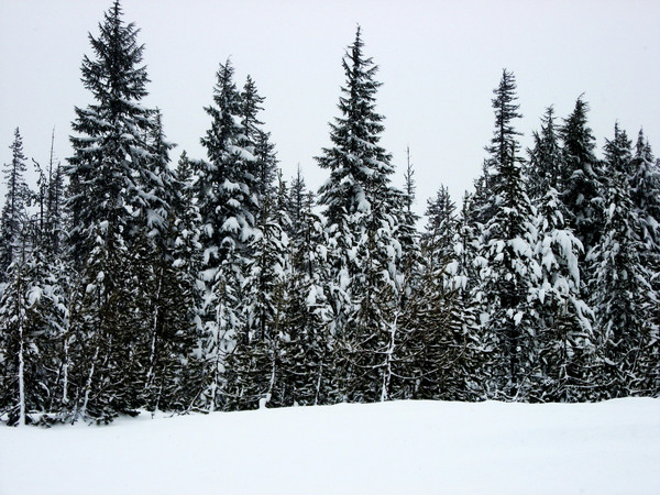 MORE Snowy Trees