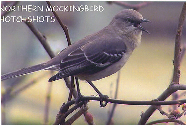 NORTHERN MOCKINGBIRD