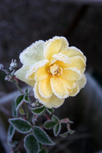 Rose in Winter