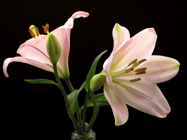 Pink lily 