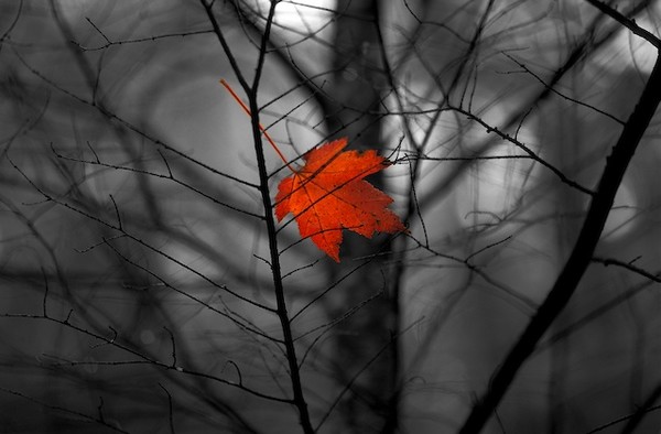 Lone Maple Leaf handcolored