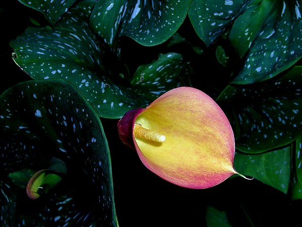 Calla Lily 2
