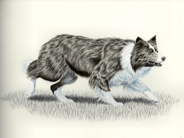 Working Border Collie