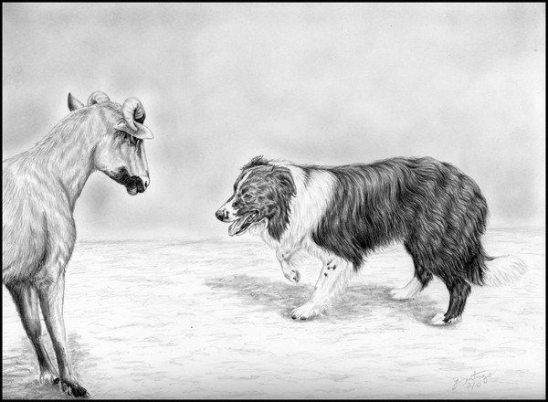 Border Collie and Sheep