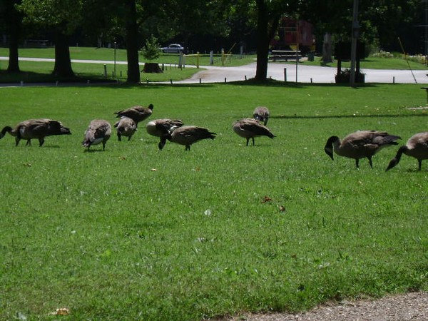 Geese at the park