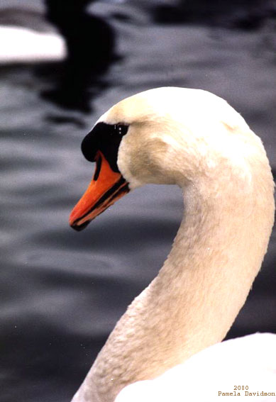 The Coy Swan
