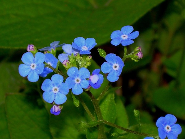 The Art of Flowers #1
