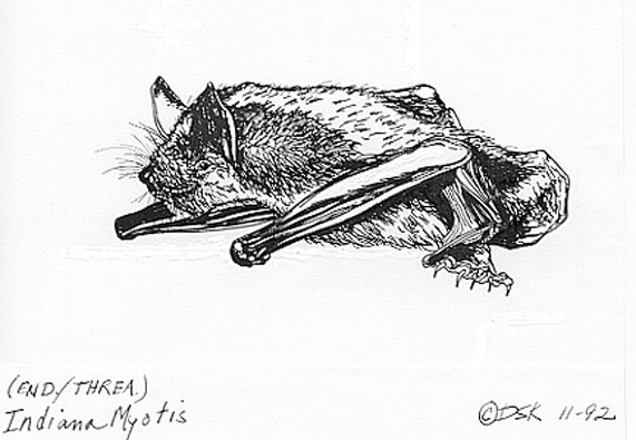 Indiana myotis