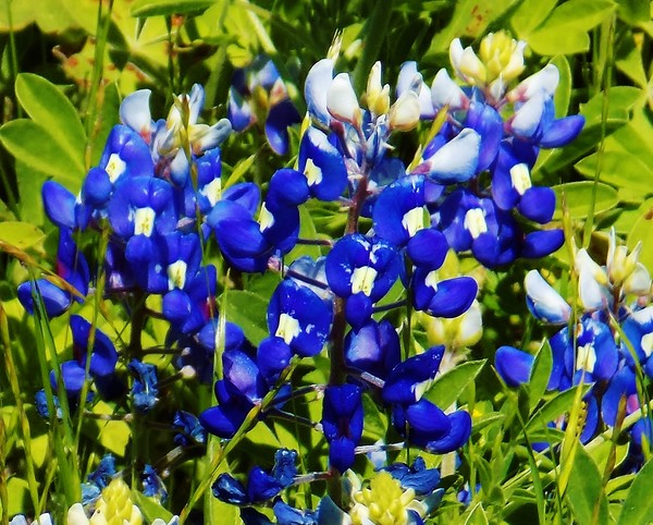 Blue Bonnet ( Texas state flower )