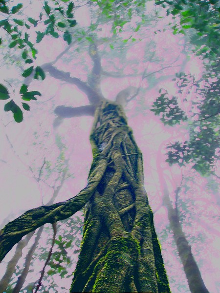 Forest Beauty