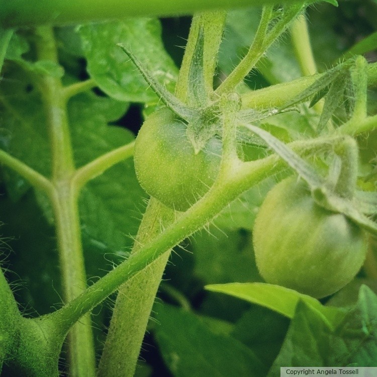 Baby tomatoes 