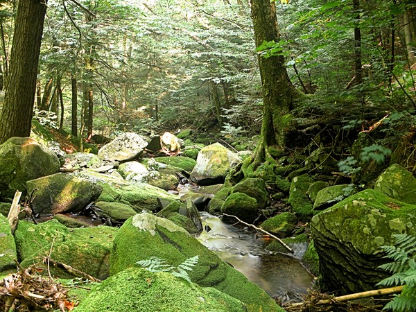 Mossy Creek
