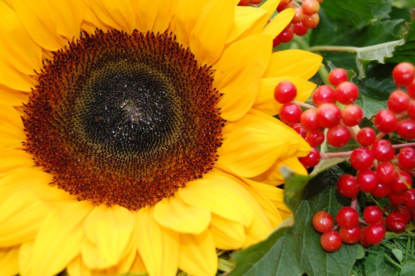 Sunflower and berries