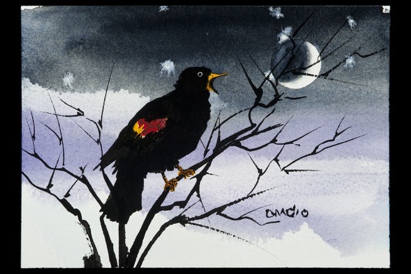 red wing blackbird waning