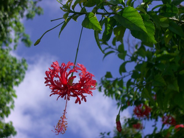 Fireburst Hibiscus