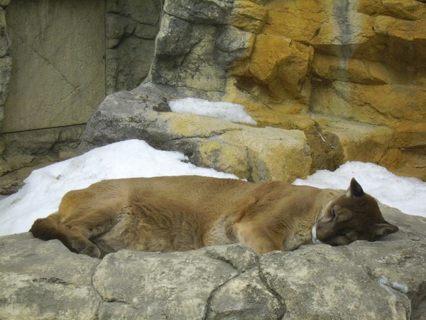Let sleeping cats sleep