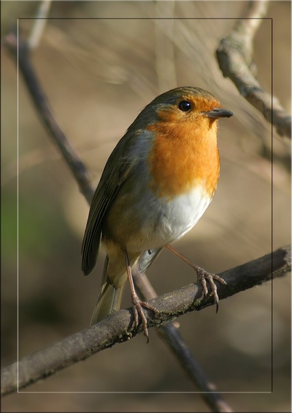 Robin