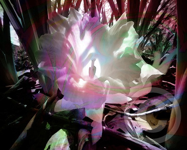 flowerlight