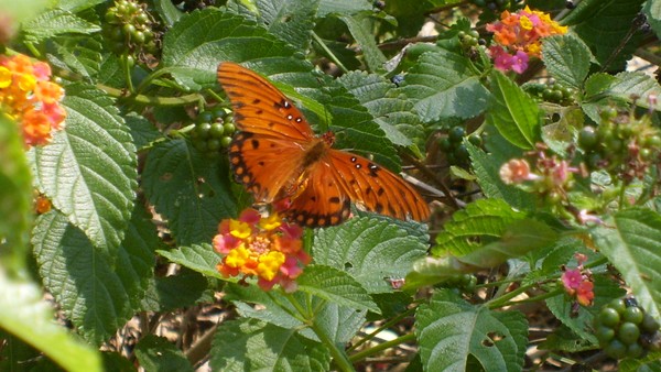 butterfly on lantana