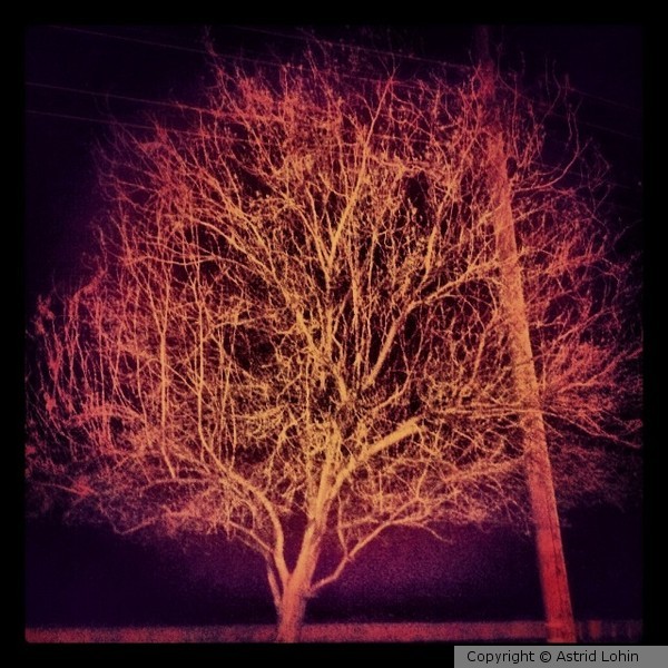 Arbol de noche