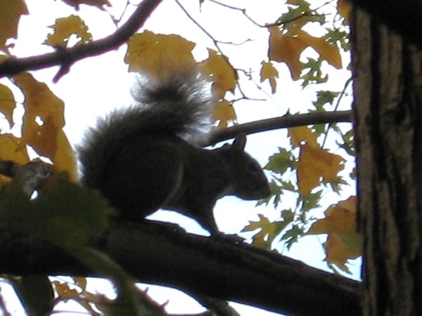 Nervously Squirreling