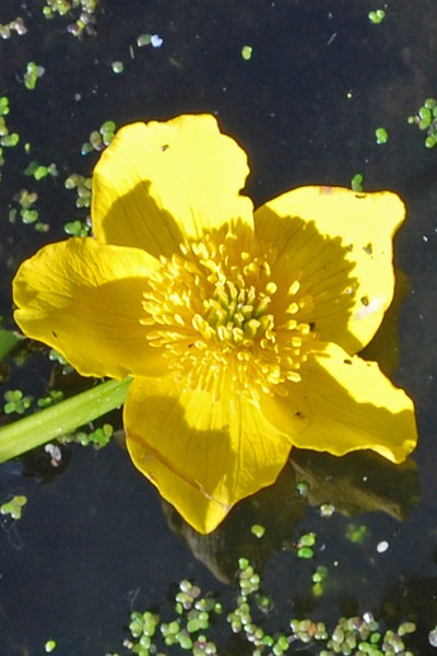 Waterflower I