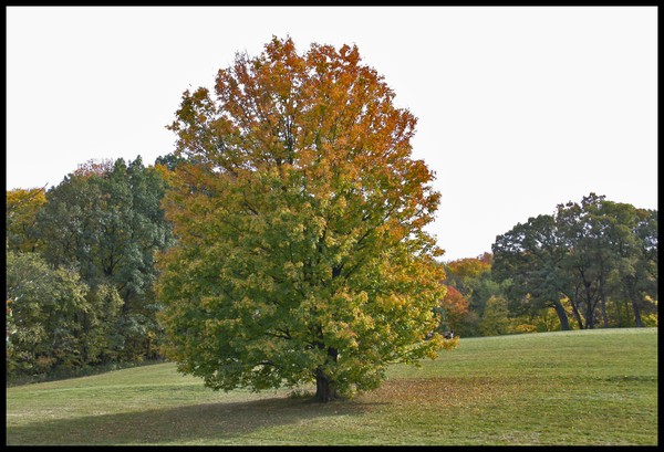 FALL COLORS