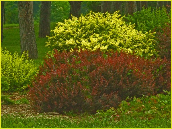 SHRUBS