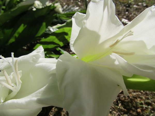 White Gladiolus