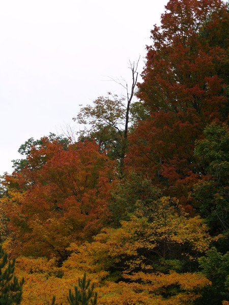 Forest of Colors
