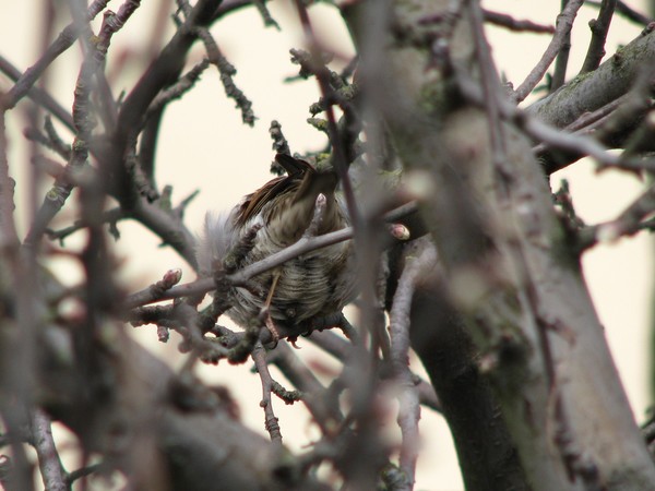 Naturephotos2008-BIRDS/TREES