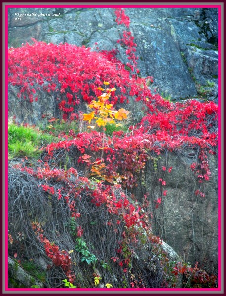 Fall series 2008