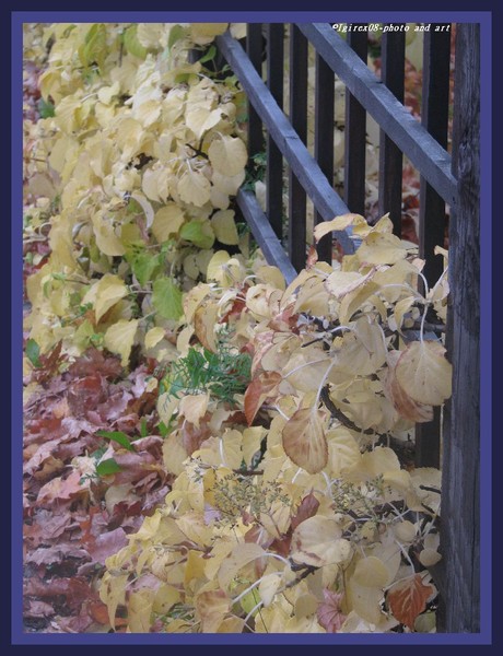 Autumnature2008