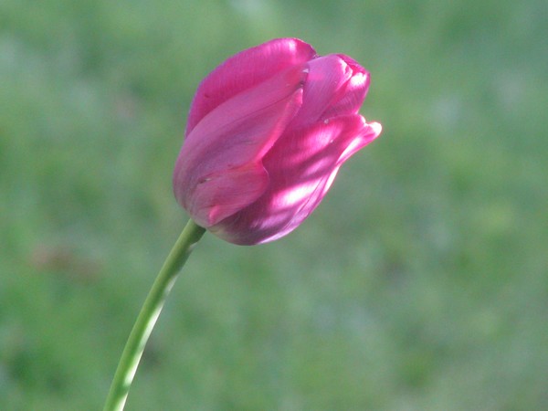 softly in the sun...