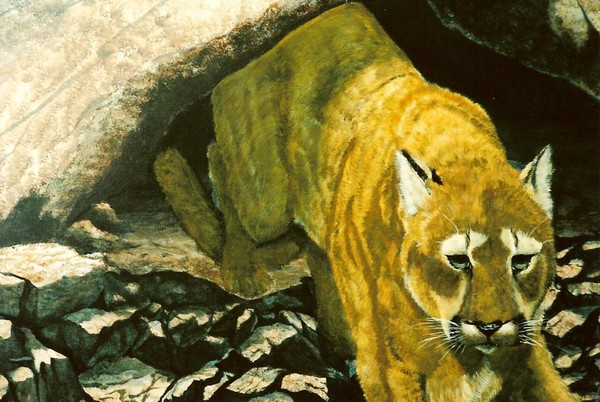 Morning Prowl