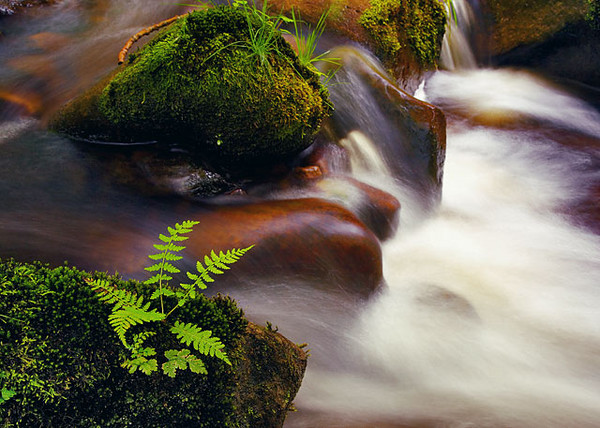 Lush Desolation
