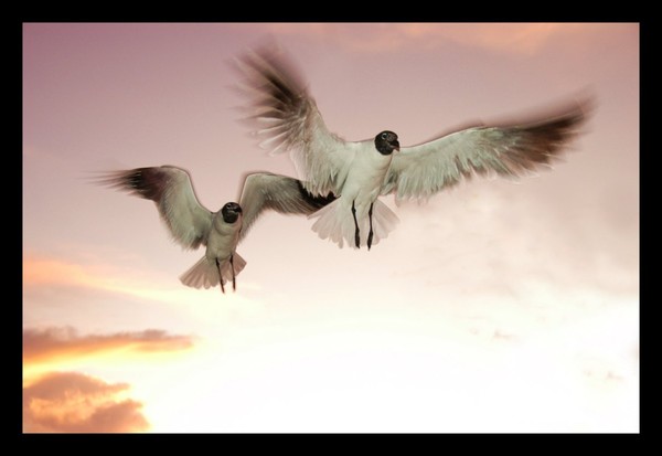 Seagulls II