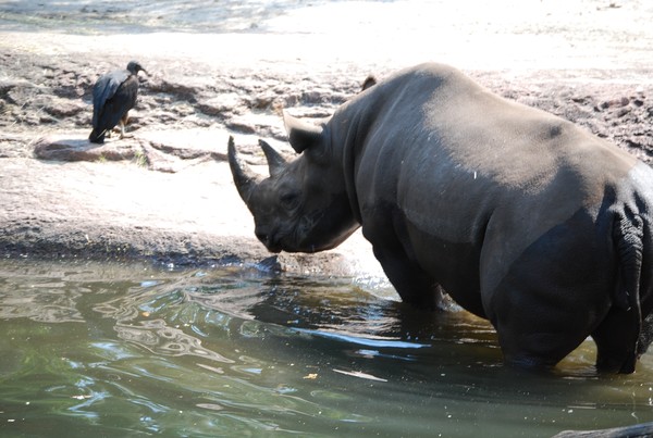 Rino