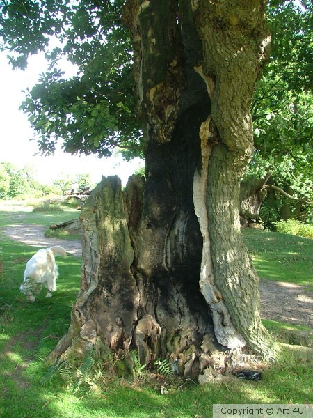 The.Hollow.Tree