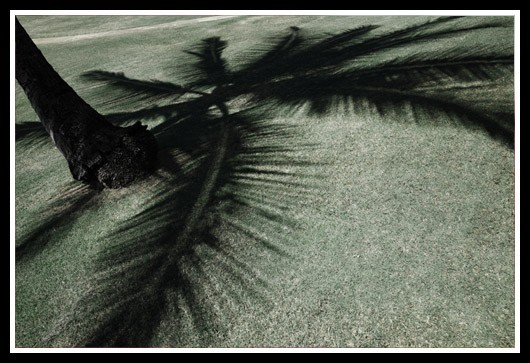 Palm Tree Shadow