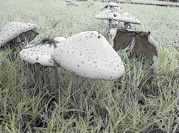 mushrooms
