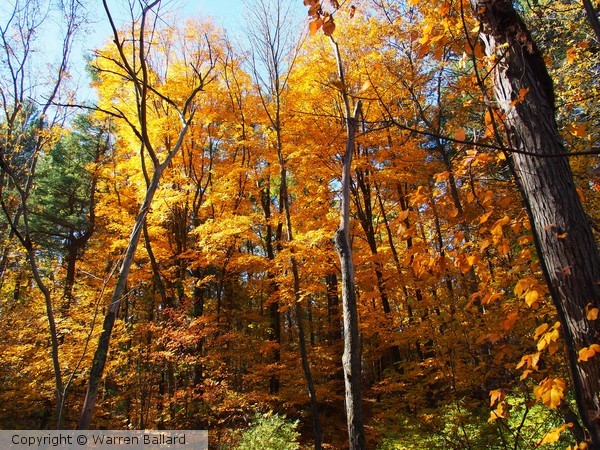 Autumn Gold 10/31/2015