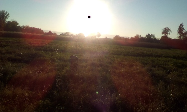 Black whole sun
