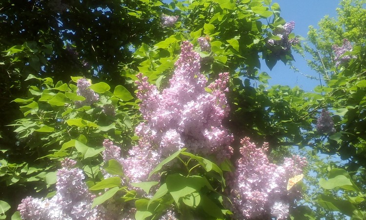 Mauve lilac in my courtyard!