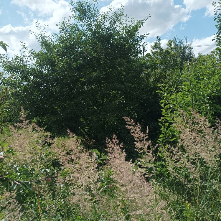 IMG 20250711 154534