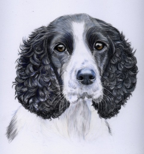 Sad Spaniel