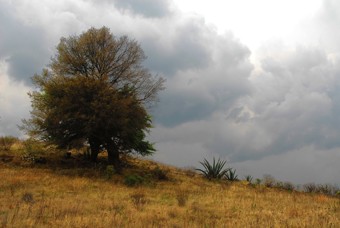 Defiant tree